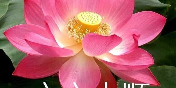 Benefits Of Carbide Tipping Yellow Jacket Stump Grinder Teeth For Sale