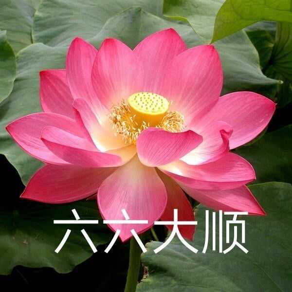 Benefits Of Carbide Tipping Yellow Jacket Stump Grinder Teeth For Sale